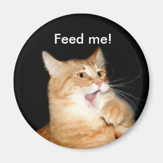 Füttre des Katzenmagneten Magnet