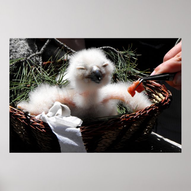 Füttre eines Eagle Owl Küken Poster (Vorne)