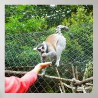 Füttre eines Lemur