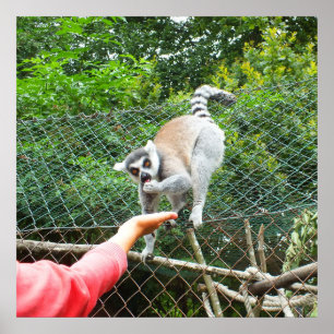 Füttre eines Lemur Poster