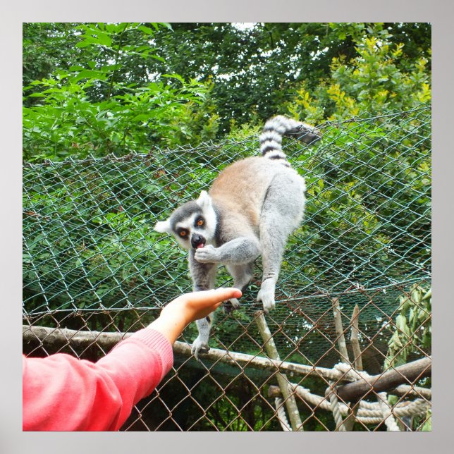 Füttre eines Lemur Poster (Vorne)