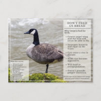 Füttre kein Brot zu Vögeln Postkarte Kanada Gans