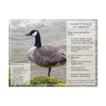 Füttre kein Brot zu Vögeln Postkarte Kanada Gans