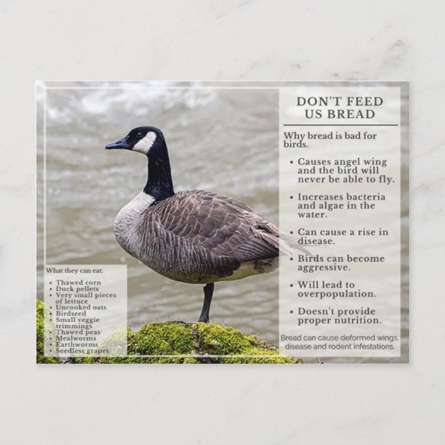 Füttre kein Brot zu Vögeln Postkarte Kanada Gans (Vorderseite)