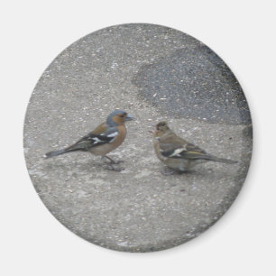 Füttre Me Chaffinch Magnet