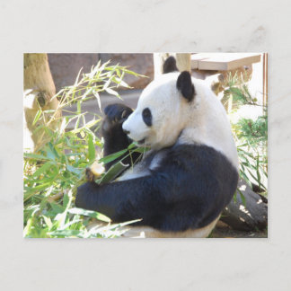 Füttre Me Panda Postcard Postkarte