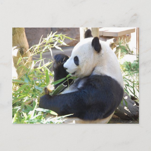 Füttre Me Panda Postcard Postkarte (Vorderseite)