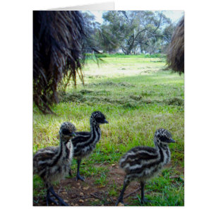 Fuzzy Baby Emu Chicks