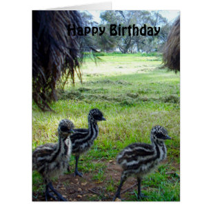 Fuzzy Baby Emu Chicks, Jumbo carte d'anniversaire