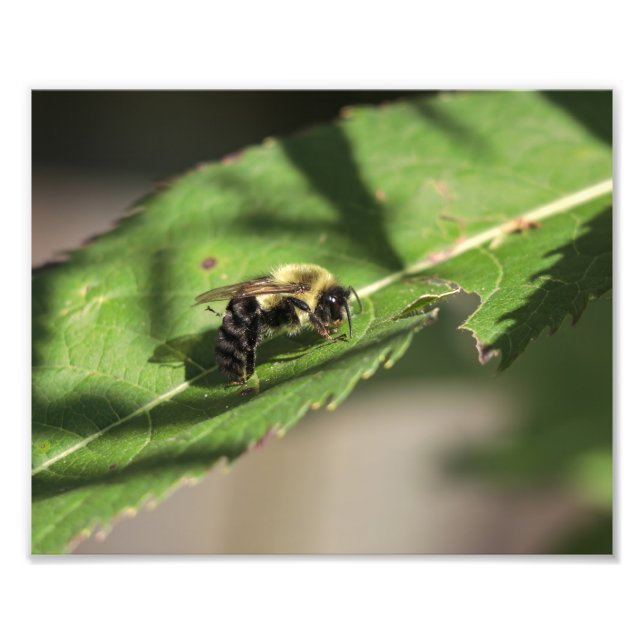 Fuzzy Bumble Bee auf dem großen grünen Leaf Fotodruck (Vorne)
