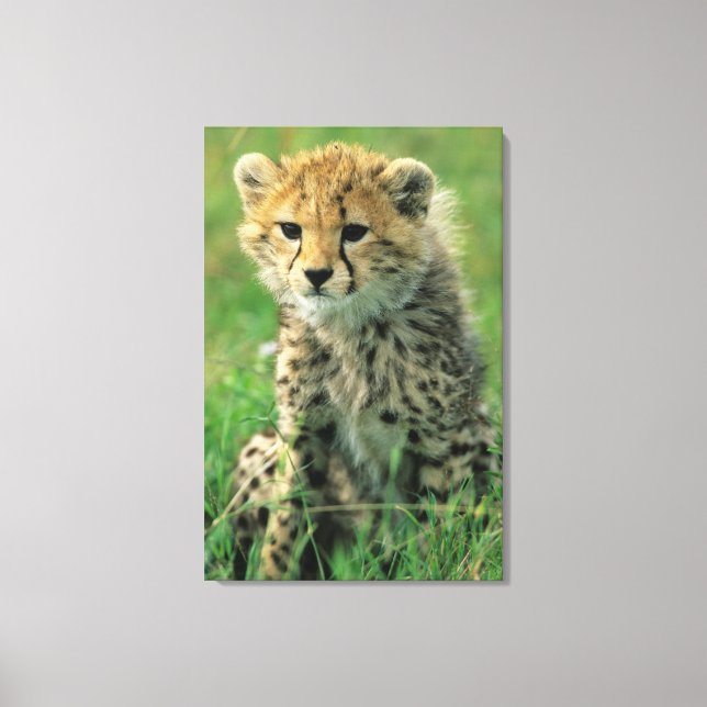 Fuzzy Cheetah Cub Leinwanddruck (Vorderseite)