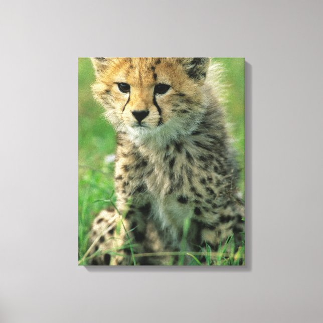 Fuzzy Cheetah Cub Leinwanddruck (Vorderseite)