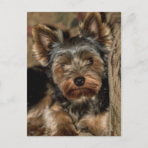 Fuzzy Face Yorkshire Terrier Postkarte