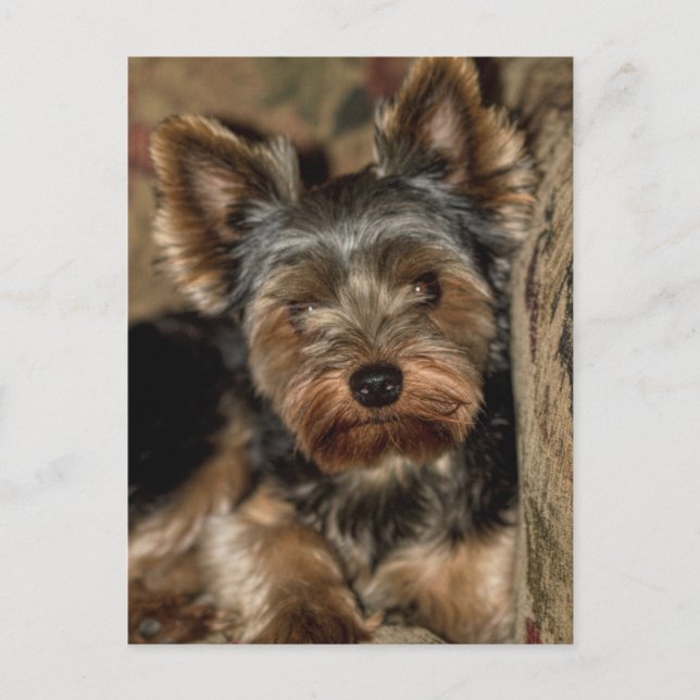 Fuzzy Face Yorkshire Terrier Postkarte (Vorderseite)