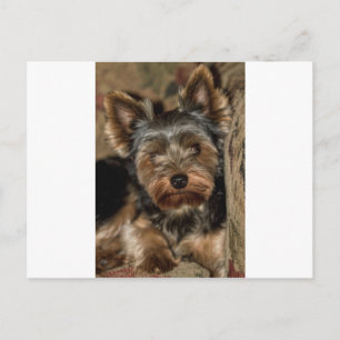 Fuzzy Face Yorkshire Terrier Postkarte