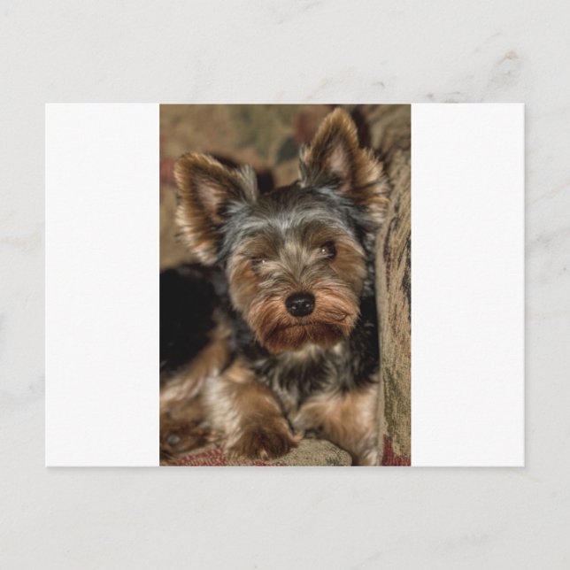 Fuzzy Face Yorkshire Terrier Postkarte (Vorderseite)
