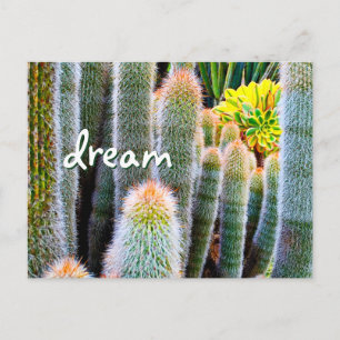 Fuzzy Green Cactus Fotografy Dream Script Bold Postkarte