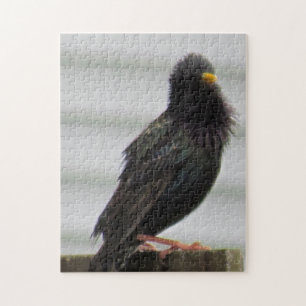 Fuzzy Headed Bird