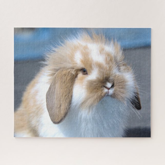 Fuzzy Holland Mini Zwarf Lop Bunny Rabbit (Horizontal)