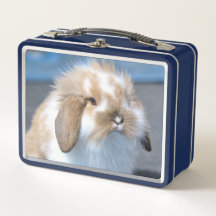 Fuzzy Holland Mini Zwarf Lop Bunny Rabbit