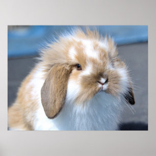 Fuzzy Holland Mini Zwarf Lop Bunny Rabbit Poster