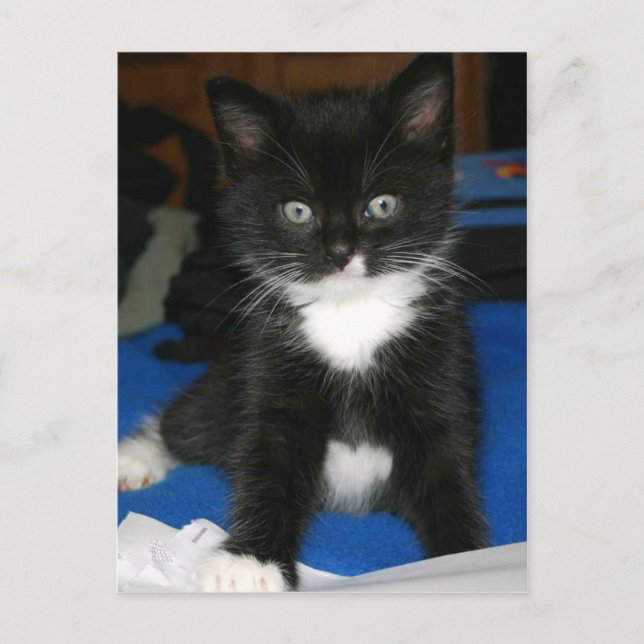 Fuzzy Kitten Card Postkarte (Vorderseite)