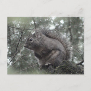 Fuzzy on Stump Postcard Postkarte
