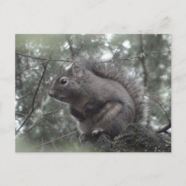 Fuzzy on Stump Postcard Postkarte (Vorderseite)