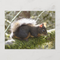 Fuzzy on Tree Limb Postcard
