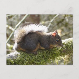 Fuzzy on Tree Limb Postcard Postkarte