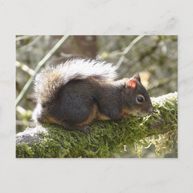 Fuzzy on Tree Limb Postcard Postkarte (Vorderseite)