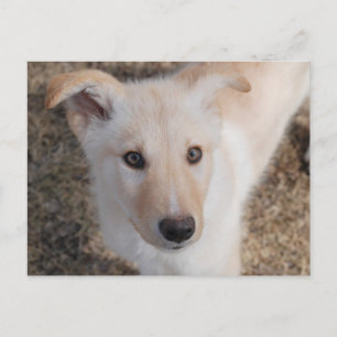 Fuzzy Puppy Postkarte
