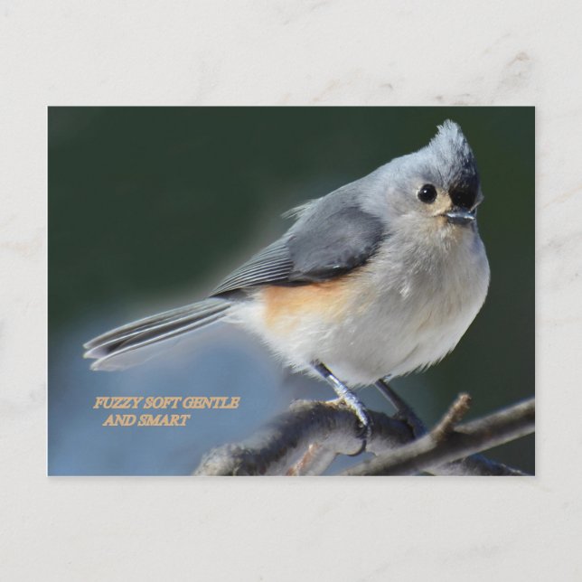 FUZZY SOFT GENTY UND SMART POSTKARTE (Vorderseite)