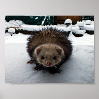 Fuzzy The Great Poster