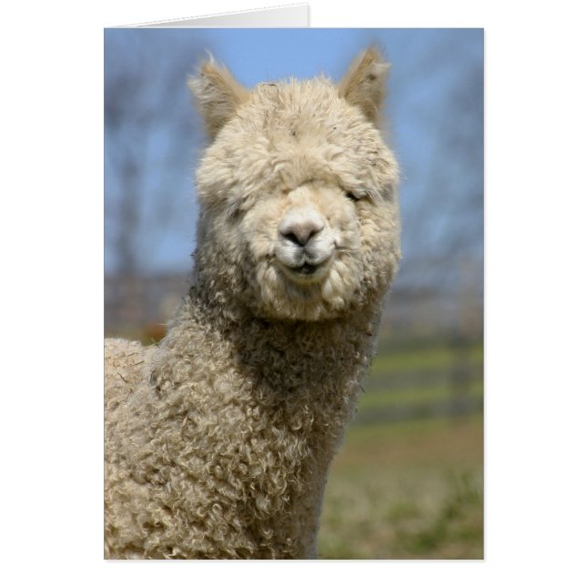 Fuzzy White Alpaca Face (Vorne)