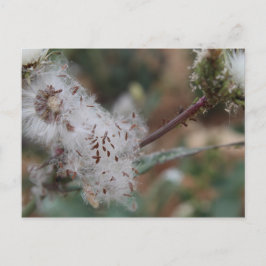 Fuzzy White Dandelion Postkarte