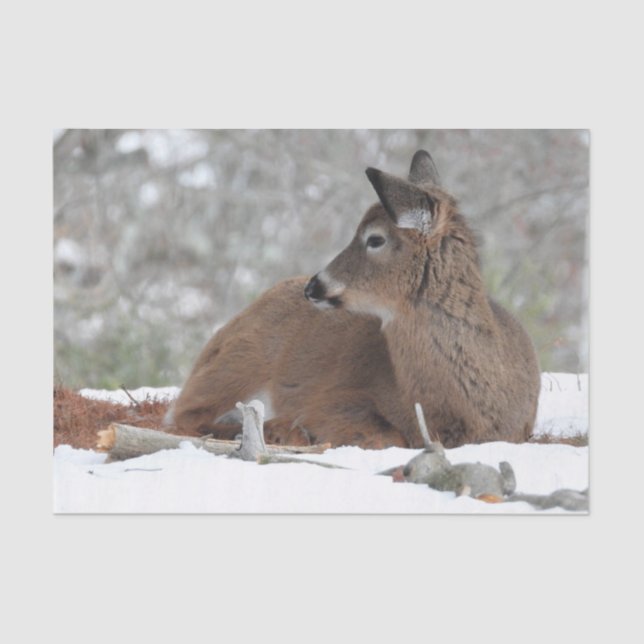Fuzzy White Tails Deer Fawn Seidenpapier (Vorderseite)