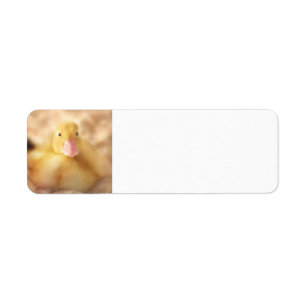 Fuzzy Yellow Duck Easter Baby Duckling