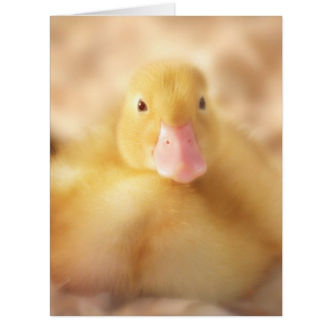 Fuzzy Yellow Duck Easter Baby Duckling (Vorderseite)