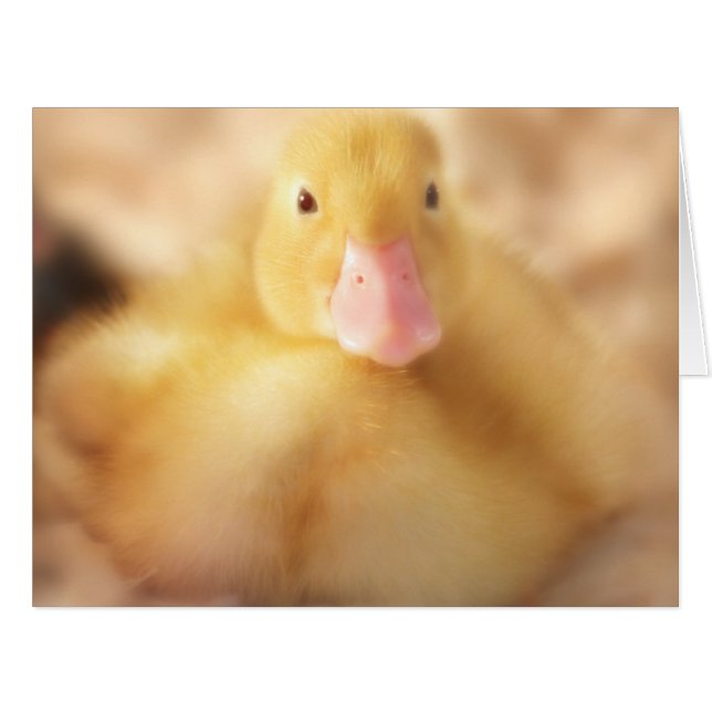 Fuzzy Yellow Duck Easter Baby Duckling (Vorderseite (Horizontal))