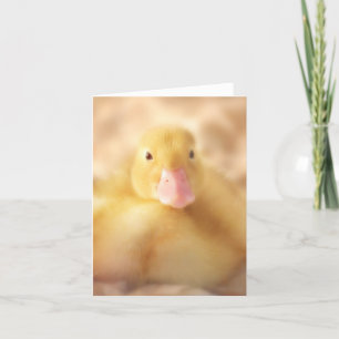 Fuzzy Yellow Duck Easter Baby Duckling Feiertagskarte