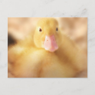 Fuzzy Yellow Duck Easter Baby Duckling Feiertagspostkarte