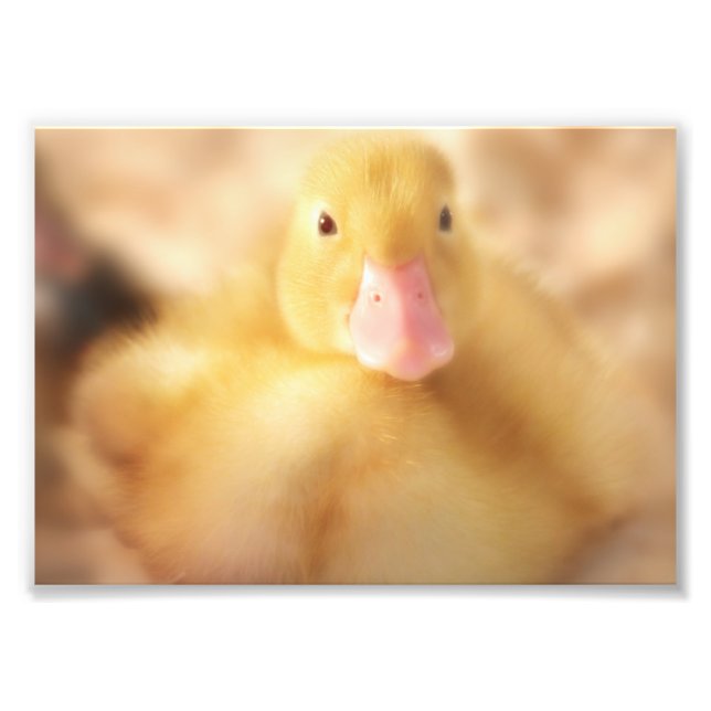 Fuzzy Yellow Duck Easter Baby Duckling Fotodruck (Vorne)