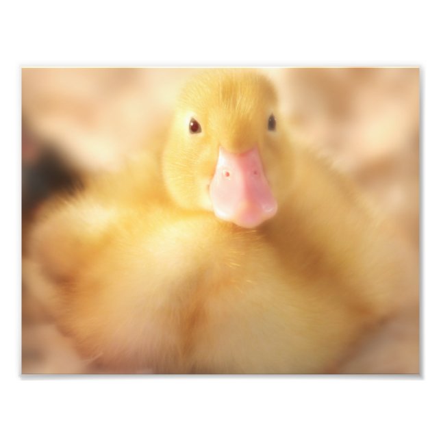 Fuzzy Yellow Duck Easter Baby Duckling Fotodruck (Vorne)
