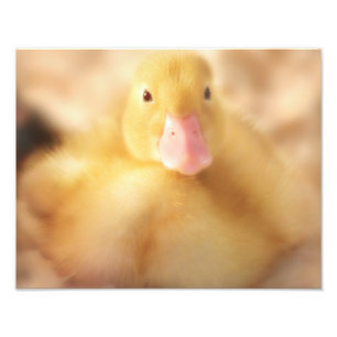 Fuzzy Yellow Duck Easter Baby Duckling Fotodruck