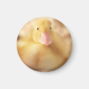 Fuzzy Yellow Duck Easter Baby Duckling Magnet