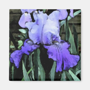 FX- aimant bleu d'iris