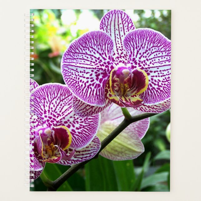 g Planer Lila gestreifte Orchideen (Vorderseite)