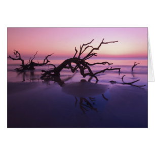 GA Jekyll Island, Cimetière d'arbres sur la plage