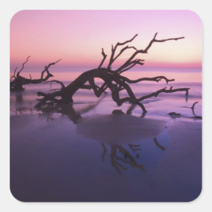 GA Jekyll Island, Tree Friedhof am Strand Quadratischer Aufkleber